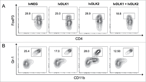 Figure 4. Coordinate vaccination with lvDLK1 and lvDLK2 results in a superior level of reduction in Treg and MDSC content in the therapeutic TME. Day 21 tumors from untreated or treated mice per Fig. 1 were dissociated into single-cell suspensions and analyzed by flow cytometry for (A) CD11b+Gr1+ MDSC and (B) FoxP3+CD4+ Treg populations. Data are representative of those obtained in three independent experiments.