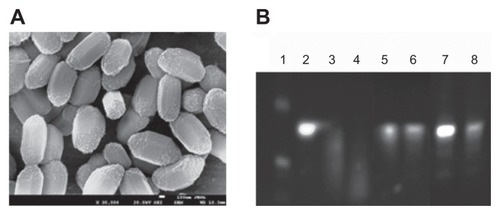 Figure 6 Mesoporous silica nanoparticles (NPs) for delivery of natural cytosine-phosphate-guanosine (CpG) oligodeoxynucleotides (ODNs) consisting entirely of phosphodiester backbone. (A) Scanning electron microscopic image of aminomodified mesoporous silica SBA-15 particles. (B) Stability of CpG ODNs consisting entirely of phosphodiester backbone in 20% serum containing medium: lane 1, DNA marker; lane 2, undigested CpG ODN consisting entirely of phosphorothioate backbone; lanes 3 and 4, free natural CpG ODN after incubation for 1 and 3 hours; lanes 5 and 6, natural CpG ODN loaded on mesoporous silica NPs after incubation for 1 and 4 hours; and lanes 7 and 8, natural CpG ODN loaded on mesoporous silica NPs followed by polycation (poly(allylamine hydrochloride)) treatment after incubation for 1 and 3 hours. This indicates that natural CpG ODN consisting entirely of phosphodiester backbone loaded on mesoporous silica NPs was stable in serum. Reproduced with permission from Zhu et al.Citation71