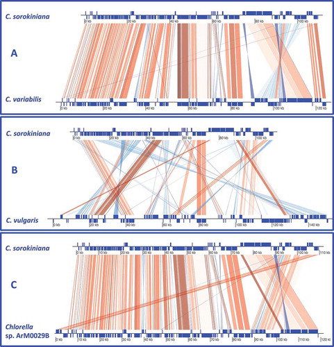 Fig. 1. Overview of comparison of the cp genomes of C. sorokiniana vs C. variabilis (A), C. sorokiniana vs C. vulgaris (B), C. sorokiniana vs Chlorella sp. ArM0029B (C). Thick bars represent protein-coding genes, rRNA genes and tRNA genes. Genes in the inverted region are connected by blue lines. The entire list of genes is available in Supplementary Table 3.