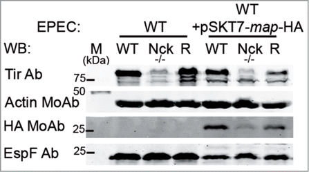 Figure 5. The levels of Map effector within infected-Nck-deficient cells are decreased compared to WT cells. WT, Nck-deficient cells (Nck -/-) and Nck1 reconstituted cells (R) were infected for 3 h with WT EPEC or with WT EPEC that expresses HA tagged-Map (WT+pSKT7-map-HA). Cell monolayers were lysed in 1% Triton X-100 lysis buffer. The soluble supernatants that contain the cytoplasmic and membrane fractions were analyze for WB with anti-Tir Ab, anti-HA MoAb and with anti-EspF Ab. Actin was used as a loading control.