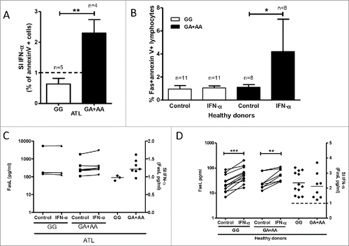 Figure 4. FAS -670 genotype-dependent effects of IFN-α induced ex vivo apoptosis in PBMCs from ATL patients and healthy donors. PBMCs from ATL patients and healthy donors were treated ex vivo with IFN-α (1000U/ml) (see methods). Apoptosis (A and B, % annexinV+ cells) and FasL levels in supernatants (C and D) were stratified according to FAS -670 genotype (GG vs. GA+AA). (A) IFN-α-induced apoptosis (IFN-α value/control value) in PBMCs of ATL patients depends on FAS -670 genotype (unpaired t test, **p = 0.0069). (B) IFN-α- induced apoptosis in PBMCs of healthy donors depends on FAS -670 genotype (Wilcoxon signed rank test, *p = 0.023). (C) IFN-α does not increase FasL levels in supernatants of PBMCs of ATL patients, independent of FAS -670 genotype. (D) IFN-α significantly increases FasL levels in supernatants of PBMCs of healthy donors (Wilcoxon signed rank test, ***p = 0.0005, **p = 0.0078) but IFN-α response (IFN-α value/control value) does not differ according to FAS -670 genotype.