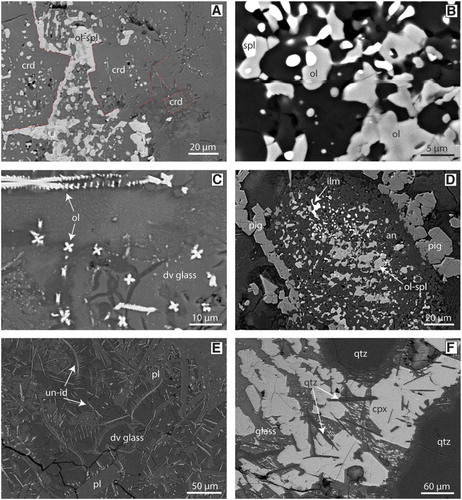 Figure 7. A, BSE image of cordierite in a mafic segregation with angular grain boundaries. Cordierite is typically found with a rectangular to square crystal morphology and hosted in glass. B, BSE image of an olivine-spinel symplectite. C, BSE image of cruciform and laddered olivine grains within devitrified glass. D, BSE image of a large symplectite composed of intergrown anorthite, ilmenite, olivine, and spinel with a rim of larger subhedral pigeonite grains. E, BSE image of an unknown mineral within the xenoliths. This mineral has an acicular morphology and can also be found as dendrites. F, BSE image of acicular SiO2 grains that have been identified at the xenolith-basanite interface. crd = cordierite, ol = olivine, spl = spinel, dv glass = devitrified glass, pig = pigeonite, ilm = ilmenite, an = anorthite, pl = plagioclase, un-id = unidentified mineral, qtz = quartz, cpx = clinopyroxene.