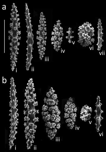 Figure 2. Sclerites of Leptogorgia sarmentosa. (a) Harbour colonies: coenenchymal spindles (i–v) and capstan (vi), and anthocodial rod (vii). (b) Paraggi colony: coenenchymal spindles (i–iv) and capstan (v), and anthocodial rod (vi). Scale bar: 100 µm.