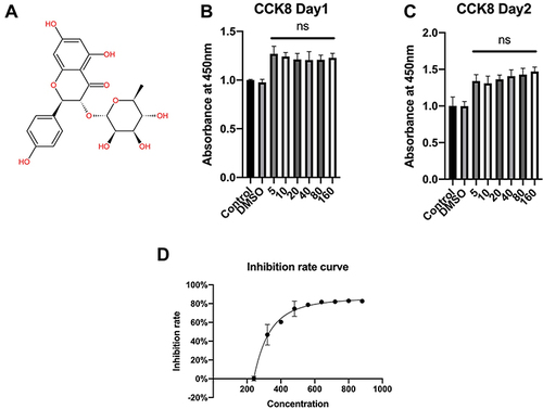 Figure 1 The molecular structure of engeletin and the effects of engeletin on chondrocyte viability. (A) The molecular structure of engeletin. (B, C) Chondrocytes were treated with DMSO or different concentrations of engeletin (5, 10, 20, 40, 80 and 160 μM) for 24 (B) or 48 (C) hours. Then, cell viability was measured by CCK-8 assay. (D) Chondrocytes were treated with DMSO or different concentrations of engeletin (240, 320, 400, 480, 560, 640, 720, 800, 880 μM) for 24 hours to determine the toxicity of engeletin. The data are presented as the mean ± SD. n=3. ns: not significant.