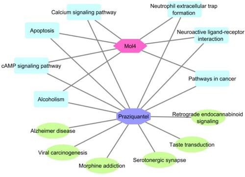 Figure 5. KEGG pathway analysis of Praziquantel and Mol4 targeted network.