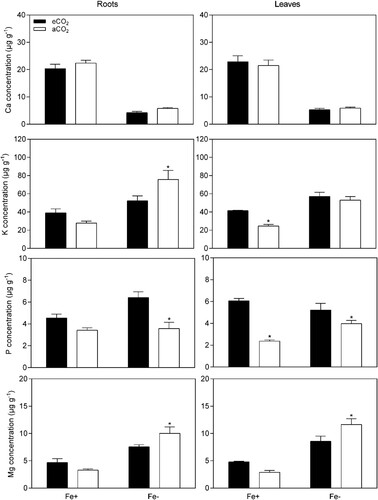 Figure 5. Effect of eCO2 on the macronutrient concentrations from soybean plants grown in Fe-sufficient (20 μM Fe-EDDHA,) and Fe-deficient (0.5 μM Fe-EDDHA) conditions. Data are mean ± SEM (n = 5). *, Significant differences (P < 0.05) between aCO2 and eCO2 treatments.