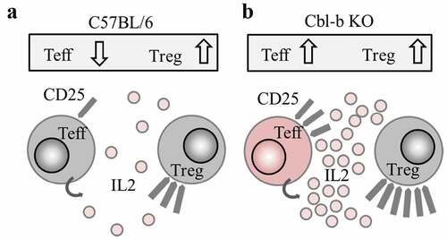 Figure 7. Proposed mechanism: Cbl-b KO CD4+ T cells promote Treg resistance through enhanced IL-2 production