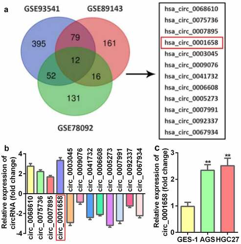 Figure 1. DECs in GC. (a) The venn diagram of DEGs. (b) The expression of DEGs measured by RT-qPCR. (c) The mRNA expression of circ_0001658 in GC cell lines. **P < 0.01, compared with GES-1 group.