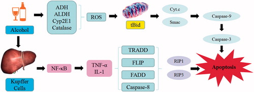 Figure 9. Alcoholic-induced liver injury. Alcohol triggers the continuous development of hepatocyte injury by inducing cell stress via inflammation, oxidative stress, protein synthesis decrease, and hepatocyte DNA fracture and degradation, resulting in hepatic necrosis, apoptosis, hepatic fibrosis, and liver injury. ADH: alcohol dehydrogenase; ALDH: aldehyde dehydrogenase; CYP2EI: cytochrome P2EI; ROS: reactive oxygen species; Cyt-C: cytochrome C; RIP: receptor-interacting protein; TRADD: tumor necrosis factor receptor-related domain death protein; FADD: fas-associating protein with a novel death domain; TNF-α: tumor necrosis factor α; IL: interleukin; NF-κB: nuclear factor κB.