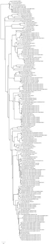 Figure 1. Neighbor-Joining phylogenetic tree of ungulates using COI DNA barcodes. The percentage of replicate trees in which the associated taxa clustered together in the bootstrap test (10000 replicates) are shown next to the branches. The tree is drawn to scale, with branch lengths in the same units as those of the evolutionary distances used to infer the phylogenetic tree. The evolutionary distances were computed using the p-distance method and are in the units of the number of base differences per site. The rate variation among sites was modeled with a gamma distribution (shape parameter = 5). The analysis involved 188 nucleotide sequences. All positions containing gaps and missing data were eliminated.