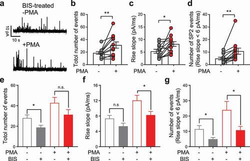 Figure 4. Bisindolylmaleimide (BIS) partially abolished the PMA-induced enlargement of SP2. (a) Representative recordings from a PC12 cell pretreated with 2.5 μM BIS for 30 min. Traces from the same cell before (-PMA, upper) and after (+PMA, lower) PMA treatment are shown. (b-d) Individual data points for the total number of release events (b), averaged spike rise slope of each cell (c) and number of release events from SP2 (events with rise slope > 6 pA/ms) (d) before and after PMA treatment were plotted as the mean ± SEM. The data were collected independently from 12 cells. Paired t-test was used to evaluate significance. (e-g) For comparison, the total number of release events (e), average spike rise slope of each cell (f) and number of release events from SP2 (g) before and after PMA treatment from 17 control cells (see Figures 1 and 2) and 12 BIS-pretreated cells (see panels b-d) were replotted together as the mean ± SEM. Unpaired t-test was used to evaluate significance. n.s. P > 0.05, *P < 0.05, **P < 0.01.