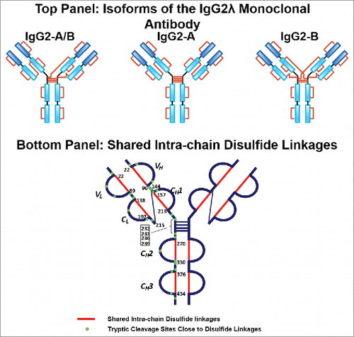 Figure 2. Top panel: Three major disulfide isoform classes, A, A/B, and B isoforms, in the IgG2λ monoclonal antibody. Bottom panel: The shared six pairs of intra-chain disulfide linkages between all isoforms are highlighted in red, and the tryptic cleavages sites close to disulfide linkages are marked in green.
