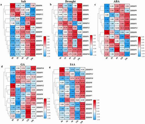 Figure 6. Expression analysis of SLDDPs under salinity, drought, and Phytohormones. Heatmap showing expression profile of 12 SlDDPs under (a) salt, (b) drought (PEG), (c) Abscisic acid (ABA), (d) Gibberellin (GA3), and (e) Auxin (IAA) at 0 h, 3 h, 6 h, 12 h, and 24 h time points. Plants at 0 h time interval were used as control. Heatmap was generated using logCitation2 transformed RT-qPCR values.