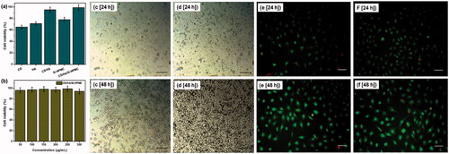 Figure 7. The cell viability of different hydrogels at a concentration of 250 μg/mL (a), the cell viability of the hydrogel at different concentrations (50–300 μg/mL) (b), L929 cells multiply on different CS/HA hydrogel surfaces (c, e) and CS/HA/Si-HPMC hydrogel surfaces (d, f) at different times (24 h and 48 h). (Scale bar = 100 μm).