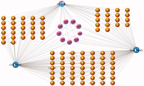 Figure 4. The matrine-COVID-19-liver injury common target network generated in this study. The purple capsule-shaped nodes represent matrine, the blue head-shaped nodes represent the diseases (COVID-19 and liver injury), the yellow nodes and pink nodes represent the potential targets, while the edges represent the interactions between nodes.