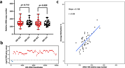 Figure 5. Relative rDNA copy number in a) Schizophrenia (SCZ) oligodendrocytes vs controls. No significant difference was observed after adjusting for age and gender. b) Relationship between 18S relative rDNA copy number and DNA methylation at the 45S rDNA locus in oligodendrocytes after adjusting for age, gender and disease status. Each dot represents a 200 bp bin whose average DNA methylation was calculated. The obtained p-values were FDR adjusted and plotted. The values above the dotted line (red dots) indicate a significant association (p < 0.05) while the values below the dotted line (blue) show non-significant differences. The x-axis indicates the 45S rDNA coordinates. c) 18S rDNA copy number vs DNA methylation across rDNA coordinates 7400–7599 in oligodendrocytes.