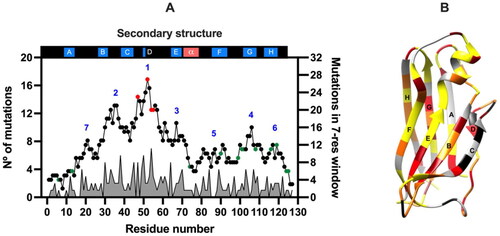 Figure 3. Naturally occurring mutation "hot spot" zones of the 127-amino acid human transthyretin subunit mature sequence. (A) Plot of the TTR mutation frequency along the polypeptide chain. A graphical record of the total number of mutations per amino acid is shown in solid grey. In addition, a graph representing a sliding window of 7-residues in length that moves along the sequence plotting the total number of mutations (solid circles and black trace) of each interval against the midpoint residue of the interval is also shown [Citation130]. Most aggressive amyloidogenic (red circles) and non-amyloidogenic (green circles) variants are identified. Regions with a high frequency of mutations are numbered from 1 to 7 (in blue). The duplication mutations (Met13_dup and Glu51-Ser52_dup) and the deletion mutation (Val122_del) were not considered in the analysis. Elements of secondary structure are displayed at the top of the figure: β-strands (blue) and α-helix (light red). (B) Three-dimensional structure representation of the TTR subunit backbone, with the elements of secondary structure (β-strands A to H) colored according to the number of mutations known per sequence position: “no substitutions” (grey); one (yellow); two (orange); three (red); four (dark red); and five or more (black). The image was produced with UCSF Chimera [Citation19], using the coordinates of the TTRwt crystallographic structure at 1.15 Å resolution (PDB code: 8AWI).