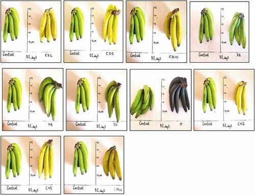 Figure 2. Musa acuminata at 3 days after exposure to different local induced ripening treatments