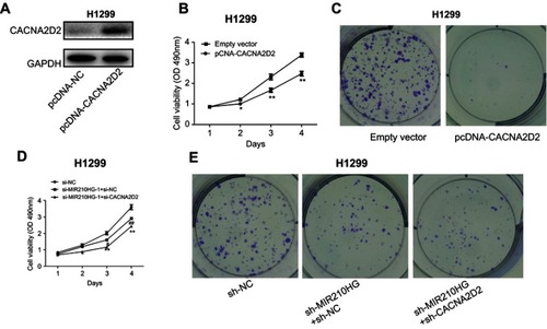 Figure 5 High expression of CACNA2D2 can reverse the effect of MIR210HG on NSCLC. (A) Construction of the overexpressed plasmid of CACNA2D2. (B, C) CACNA2D2 overexpression remarkably inhibited proliferation of NSCLC cells. (D, E) Co-transfection of si-CACNA2D2 and sh-MIR210HG in NSCLC cells remarkably improved the proliferation and colony formation abilities than those transfected with sh-MIR210HG individually.Abbreviation: NSCLC, non-small cell lung cancer.