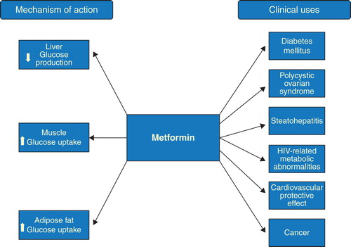 Figure 1. Mechanism of action and clinical uses of metformin.