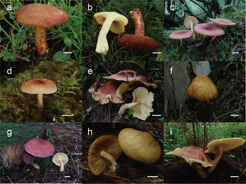 Figure 13. (a – b) Tricholomopsis compestris (HKAS 116178, photo by Geng-Shen Wang); (c) T. depressa (HKAS 53624, photo by Zai-Wei Ge); (d) T. flammula (HKAS 116169, photo by Geng-Shen Wang); (e) T. mitirubicunda (HKAS 71469, photo by Yan-Jia Hao); (f) T. pallidolutea (HKAS 129339, photo by Jian-Wei Liu); (g) T. rutilans (HKAS 105394, photo by Xiao-Xia Ding); (h) Tricholomopsis sulfureoides (HKAS 51002, photo by Zaiwei Ge); (i) T. yunnanensis (HKAS 76311, photo by Yanjia Hao). Bars: a – i = 1 cm.