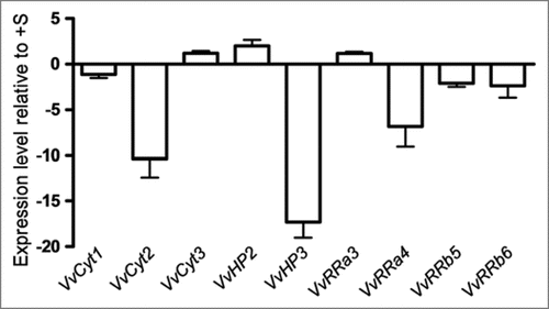 Figure 2 Expression levels of VvCyt1, VvCyt2, VvCyt3, VvHP2, VvHP3, VvRRa3, VvRRa4, VvRRb5 and VvRRb6 as quantified by real time PCR in Vitis cells at day 7 of growth in −S conditions.