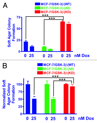 Figure 2. MCF-7/GSK-3β(KD) cells form more colonies in soft agar in the presence or absence of doxorubicin than either MCF-7/GSK-3β(WT) or MCF-7/GSK-3β(A9) cells. The ability of MCF-7/GSK-3β(WT), MCF-7/GSK-3β(A9), and MCF-7/GSK-3β(KD) cells to form colonies in the presence and absence of 25 nM doxorubicin was determined by plating the cells in triplicate in 6-well plates in soft agar conditions which measures the ability of the cells to grow in an anchorage-independent fashion.Citation60,Citation61 (A) Mean and standard deviation of raw colony counts in soft agar. The statistical significance of the number of colonies in the absence of 25 nM doxorubicin for MCF-7/GSK-3β(KD) cells was compared with MCF-7/GSK-3β(WT) and MCF-7/GSK-3β(A9) cells by the unpaired t test with a 95% confidence interval. Comparisons determined to be statistically significant are indicated by ***. In addition, the colony formation of MCF-7/GSK-3β(KD) in the presence of 25 nM doxorubicin was higher than that observed in MCF-7/GSK-3β(WT) and MCF-7/GSK-3β(A9) cells and was determined to be statically significant by the unpaired t test with a 95% confidence interval. The P value between the subcloning of MCF-7/GSK-3β(WT) and MCF-7/GSK-3β(A9) in soft agar in the absence of doxorubicin was 0.0131. The P value between the subcloning of MCF-7/GSK-3β(WT) and MCF-7/GSK-3β(KD) in soft agar in the absence of doxorubicin was 0.0001. The P value between the subcloning of MCF-7/GSK-3β(A9) and MCF-7/GSK-3β(KD) in soft agar in the absence of doxorubicin was 0.0001. The P value between the subcloning of MCF-7/GSK-3β(WT) and MCF-7/GSK3β(A9) in soft agar in the presence of doxorubicin was 0.0303. The P value between the subcloning of MCF-7/GSK-3β(WT) and MCF-7/GSK-3(KD) in soft agar in the presence of doxorubicin was 0.0004. The P value between the subcloning of MCF-7/GSK-3β(A9) and MCF-7/GSK-3β(KD) in soft agar in the presence of doxorubicin was 0.0002. (B) Mean and standard deviations of normalized cell colonies in soft agar. In this panel the mean of the raw counts for each cell type was set (normalized) to 100 and the mean and standard deviation of the raw counts in the presence of 25 nM doxorubicin was normalized to the number of counts in the untreated condition for each cell type. This normalized graph eliminates differences in plating efficiency between the 3 cell types in the absence of doxorubicin. Comparisons determined to be statistically significant are indicated by ***. The P value between the subcloning of MCF-7/GSK-3β(WT) and MCF-7/GSK-3β(KD) in soft agar in the presence of doxorubicin was 0.0155. The P value between the subcloning of MCF-7/GSK-3β(A9) and MCF-7/GSK3β(KD) in soft agar the presence of doxorubicin was 0.0076.