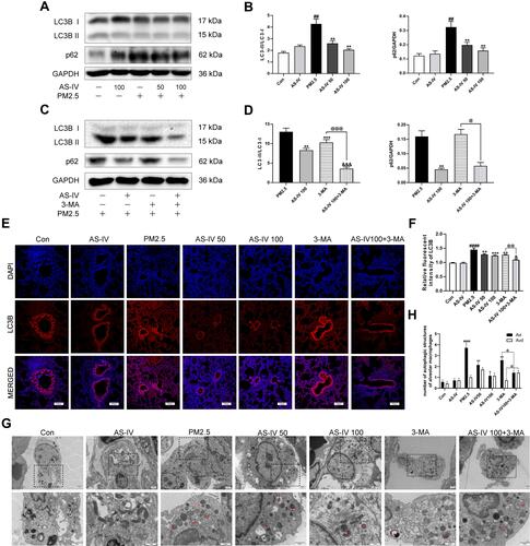 Figure 2 AS-IV restores impaired autophagy in lung tissues from rats exposed to PM2.5. (A–D) The levels of LC3B and p62 were determined by Western blot analysis (n=6-7). (E) Immunofluorescence staining of LC3B in lung tissues (Magnification 200×, Scale bar = 100 μm). (F) The relative fluorescent intensity of LC3B in lung tissues (n=6-7). (G) TEM was utilized to visualize autophagic vacuoles (autophagosomes, Avi; autolysosomes, Avd) in alveolar macrophages. (n =3, Magnification 2000× for the upper row and 5000× for the lower row, Scale bar = 10 μm). (H) Qualitative analysis of the number of autophagic vacuoles in alveolar macrophages under TEM. Data are mean±SEM. ##P<0.01, and ####P<0.0001 compared with control group; *P<0.05, **P<0.01, and ***P<0.001 compared with PM2.5 group; &P<0.05, and &&&P<0.001 compared with AS-IV 100 group; @P<0.05, @@P<0.01, and @@@P<0.001 compared with 3-MA group.