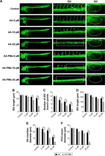 Figure 6 AA-PMe and AA treatment results in gross defects in zebrafish vascular development. (A) Live fluorescence microscopy images depicting gross morphology of 72 hpf Tg(fli:EGFP) zebrafish embryos treated with DMSO alone or the indicated concentrations of AA-PMe and AA. ISV and SIV are clearly defined by fluorescence, the latter appearing as a smooth basket-like structure with five to six arcades. Red and yellow bars indicate the lumina of the DA and PCV, respectively. Scale bar, 50 μm. (B) Length of the ISV; (C) the number of SIV branch points; (D) SIV length in 72 hpf embryos treated with DMSO or the indicated concentrations of AA-PMe and AA were determined as described. (E) DA lumina diameters. (F) PCV lumen diameter. Data are expressed as mean ± SEM from three independent experiments. *P<0.05, **P<0.01.