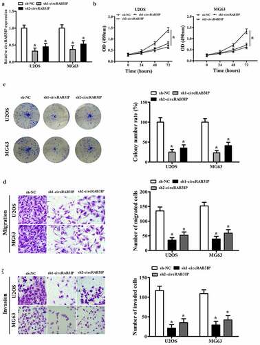 Figure 2. circRAB3IP knockdown inhibited OS cells proliferation, migration, and invasion. (a) circRAB3IP expression was decreased in U2OS and MG63 cells transfected with si-circRAB3IP. (b, c) The CCK-8 assay and colony formation assay were performed to determine the effects of circRAB3IP on cell proliferation of OS cells. (d, e) Transwell assay was used to detect the effects of circRAB3IP on cell migration and invasion of OS cells *P < 0.05