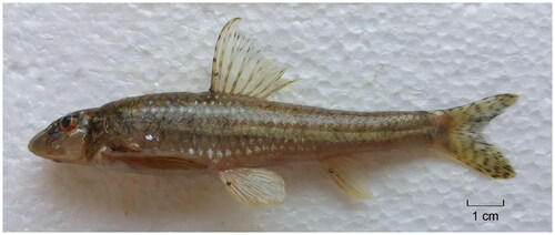 Figure 1. Female Mesogobio lachneri. The specimen from the Linjiang City, Jilin Province, China. The photograph by Cuizhang Fu on 22 September 2017.