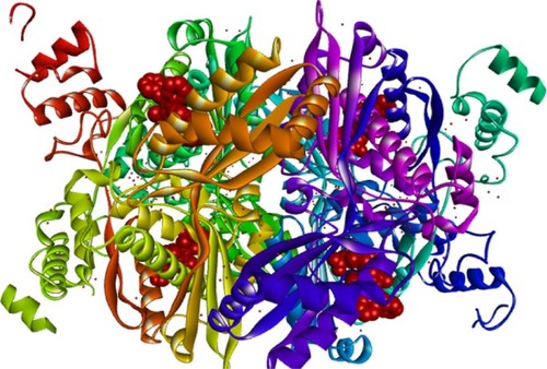 Figure 4 Three dimensional structure of homosapien HMG CoA reductase downloaded from Protein Data Bank with PDB ID 1HWK bound to ligands.