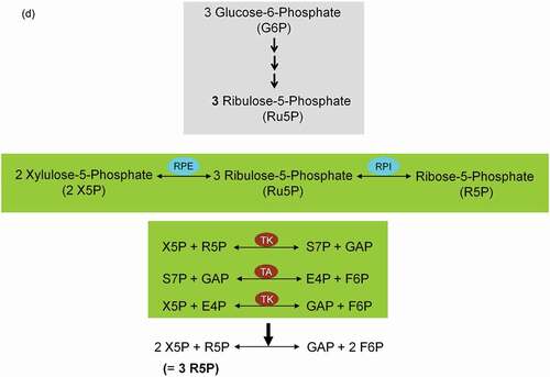 Figure 8. Role of the pentose phosphate pathway (PPP) in cellular defense and DNA synthesis. (a) In the oxidative branch of the PPP (ox-PPP), glucose 6-phosphate (G6P) is converted in three consecutive reactions into ribulose 5-phosphate (Ru5P), simultaneously yielding two NADPH molecules. (b) Linkage of glutathione (GSH) cycle to NADPH producing PPP provides cellular defense mechanisms against oxidative stress by glutathione reductase (GR) and -peroxidase dependent (GPx) detoxification of lipid peroxides (ROOHs) and hydrogen peroxide (H2O2). (c) In the non-oxidative branch of the PPP (non-ox-PPP), the isomerizing system interconverts Ru5P to xylulose-5-phosphate (X5P) and R5P. In the sugar rearrangement system transketolase (TK) which transfers two carbon units and transaldolase (TA), which transfers three carbon units, convert X5P and R5P into the glycolytic intermediates fructose-6-phosphate (F6P), and glyceraldehyde-3-phosphate (GAP). (d) The generated NADPH molecules are also required for and consumed during nucleotides biosynthesis. NADPH links PPP with the electron transmitting systems namely, GSH-glutaredoxin(Grx) and thioredoxin (Trx). The oxidation of NADPH channels its hydride ion (H −) to these hydrogen carrier systems which serve as electron (H −) donors. R5P conversion to phosphoribosyl pyrophosphate (PRPP), as well as purine serve as the backbone for ribonucleotides synthesis. Reduction of ribonucleotide diphosphate (rNDP) to deoxynucleotide diphosphate (dNDP) and its phosphorylation by nucleotide diphosphate kinase (NDK) is an absolute prerequisite for DNA synthesis.