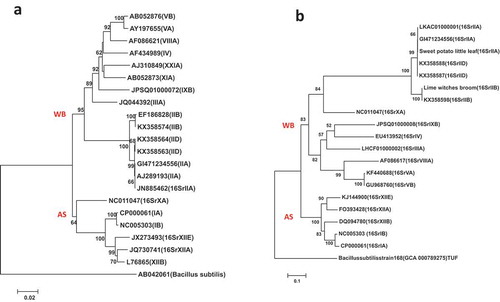 Fig. 1 Phylogenetic tree of the 16S rRNA gene sequences from the 21 published phytoplasma strains using (a) Neighbour Joining method (NJ) and (b) Maximum Likelihood method (ML); the trees were rooted using Bacillus subtilis (AB042061)