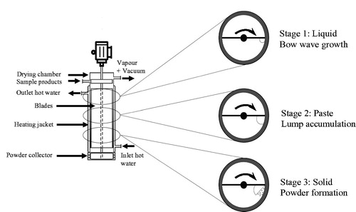 Figure 2. Schematic representation of the drying process in an agitated thin-film dryer.