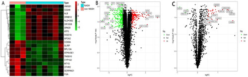 Figure 1. A. Heatmap of differentially expressed genes. The top ten up-regulated and down-regulated genes are shown in red and green, respectively. B and C. Volcano map analysis of differentially expressed mRNA (B) and lncRNA (C) respectively: red indicates that the gene is highly expressed in the sample, and green is low in the sample.