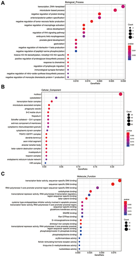 Figure 3 The GO enrichment analysis of cis_targets of ElncRNAs. (A) Enrichment analysis of biological process (BP) of cis_targets. (B) Enrichment analysis of cellular component (CC) of cis_targets. (C) Enrichment analysis of molecular function (MF) of cis_targets.