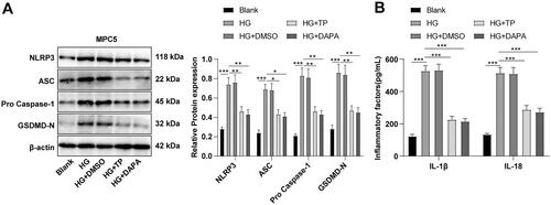 Figure 7. TP alleviated pyroptosis in HG-induced MPC5 cells by inhibiting the NLRP3 inflammasome pathway. (A) WB was used to detect the protein levels of pyroptosis markers in NLRP3 inflammasome in MPC5 cells; (B) The secretion levels of IL-1β and IL-18 were detected by ELISA kits. Data were expressed as mean ± SD, and cell experiments were independently repeated three times. One-way ANOVA was used for data comparison among multiple groups and Tukey’s test was used for the post-hoc test. *p < 0.05, **p < 0.01, ***p < 0.001.
