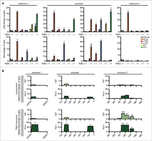 Figure 2. Analysis of inflammatory TFs and transcription preinitiation complexes regulating PTX3 enhancer activity. (A) ChIP assay for inflammatory TFs [NF-κB (p65), c-Fos, c-Jun, Sp1, and Pu.1] in macrophages (top panel) and 8387 cells (bottom panel) in basal and inflammatory (TNFα 20 ng/mL, 4 h) conditions. (B) ChIP assay for TAF1 and RNA Pol II in macrophages in basal and inflammatory conditions. Regions analyzed are reported in the upper part of the panels. Results are expressed as fold change relative to IgG and as mean ± SEM (N = 2 experiments). *p ≤ 0.05, **p ≤ 0.01, ***p ≤ 0.001; Student's t-test.