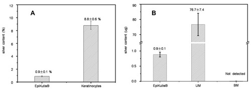 Figure 4 Silver content in the EpiKutis® model and 2D Keratinocytes after AgNPs exposure for 24 hrs at the equivalent dose of 0.28 ng per cell. (A) Silver content in EpiKutis model and 2D Keratinocytes. (B) Distribution of silver in the EpiKutis model (Mean±SD, n=3).Abbreviations: UM, upper medium; BM, bottom medium.