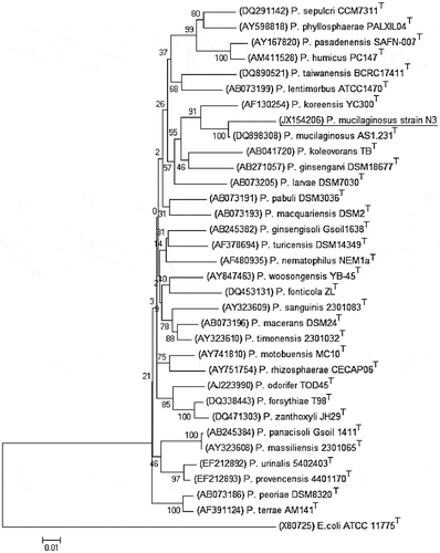 Figure 2. The phylogenetic analysis based on 16s rRNA gene sequences available from European Molecular Biology Laboratory (EMBL) library constructed after multiple alignments of data by ClustalX