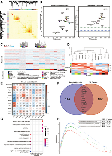 Figure 2 Weighted gene co-expression network analysis of transcriptome profiles. (A) Topological overlap matrix (TOM) plot showing the correlations of each module. (B) Module preservations median rank and Zsummary score of all modules were presented. (C) Functional enrichment analyses for different modules corresponding to the colors. (D) The correlations between the modules and the NF-XLJDD group. (E) Heatmap of correlations between modules and each group. Colors correspond to correlations, while red means positively correlated and blue means negatively correlated. Correlations values and P values are also labeled. (F) Venn diagrams of comparing purple module and differentially expressed genes (DE genes) between NF-XLJDD and NF-MOD groups. (G) The enrichment analysis of 14 differential genes. (H) Gene set enrichment analysis showed enrichment pathways between the NF-XLJDD and the NF-MOD groups.