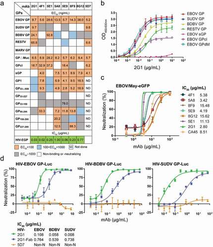 Figure 4. Profiles of antibody binding and neutralizing abilities. (a) EC50 and IC50 values of the identified antibodies binding to Ebola virus GPs, truncated EBOV GPs, and HIV-EBOV. See also Figure S3 and Figure S4a. (b) Binding curves of mAb 2G1 to ebolavirus GPs or truncated EBOV GPs. (c) Neutralization of authentic EBOV/May-eGFP by nAbs; corresponding IC50 values are shown. (d) Neutralization of cross-reactive mAbs or Fab to HIV-EBOV/BDBV/SUDV GP-Luc; corresponding IC50 values are shown. Binding and neutralization assays were performed in duplicate or triplicate