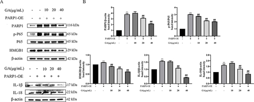 Figure 6 18β-glycyrrhetinic acid (GA) alleviates overexpressed PARP1-induced vascular endothelial inflammatory injury in PIEC cells. (A) Pre-treatment with GA could alleviate the overexpressed PARP1-induced expression of inflammation-related protein, such as PARP1, HMGB1, p-P65, IL-18 and IL-1β; (B) Protein density quantified using the ImageJ software. PARP1-OE represents overexpressed PARP1. **Represents the control group vs the PARP1-OE group, p < 0.01; ##Represents other groups vs PARP1-OE group, p < 0.01.