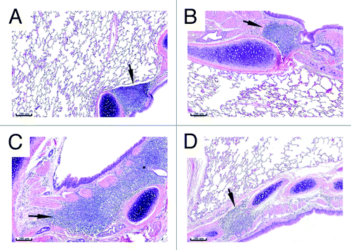 Figure 2. BALT histology. Lungs from control (A and B) or vaccinated (C and D) animals were collected on Study Day 18 (A and C) and 43 (B and D). Tissues were sectioned, H&E stained and examined by microscopy. Arrows indicate bronchus-associated lymphoid tissue (BALT). The asterisk indicates the presence of a germinal center. Bars indicate 200 µm scale.