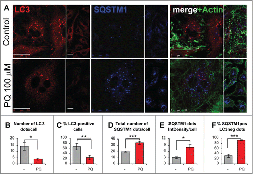 Figure 2. Paraquat reduces the number of autophagic vacuoles and increases the number and size of SQSTM1 aggregates in astroglial cells. (A) U373 cells growing on coverslips were treated with PBS (control) or 100 μM PQ for 24 h. Paraformaldehyde-fixed cells were stained for LC3, SQSTM1, and actin (FITC-phalloidin). Representative confocal images of middle sections from z stacks are shown (bar: 25 μm). (B-F) Statistical analysis was performed by using unpaired 2-tailed t test (t-test), for n images per treatment, at least 50 cells per treatment from 3 independent experiments. *P < 0.05, **P < 0.01., ***P < 0.001. (B) Mean number of LC3 dots per cell +/− SEM, n = 12. (C) Percentage of cells with ≥ 5 LC3 dots per cell +/− SEM, n = 12. (D) Mean number of SQSTM1 aggregates per cell +/− SEM, n = 11. (E) Mean size x intensity of SQSTM1 dots (i.e., Integrated density, IntDensity) per cell +/− SEM, n = 11. (F) Percentage of SQSTM1 dots not costaining with LC3 (SQSTM1-positive/LC3-negative dots, SQSTM1pos LC3neg) +/− SEM, n = 10.