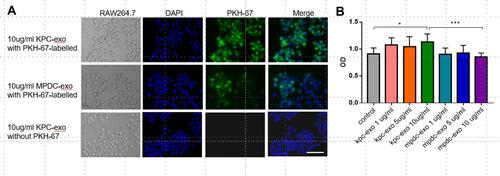 Figure 2 Internalization of exosomes by RAW264.7 cells, and the effect of exosomes on the proliferation of RAW264.7 cells. (A) RAW264.7 cells were incubated with 10 μg/mL PKH-67-labelled exosomes for 12h. Punctate green fluorescence denotes the internalized exosomes. Scale bar, 200μm. (B) RAW264.7 cells were incubated with 1/5/10 μg/mL KPC-exosomes or MPDC-exosomes for 48 h, and viability of cells was measured with the MTT assay. PBS-treated RAW264.7 cells were used as the control. *P < 0.05, ***P < 0.01 compared with control.