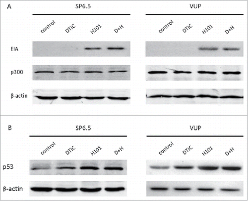 Figure 3. p53 and not p300 is involved in H101-induced MGMT downregulation. (A) Western blot analysis of E1A and p300 expression 48 h after PBS, DTIC, H101, and DTIC+H101 treatment in SP6.5 and VUP cells. (B) Western blot analysis of p53 expression 48 h after treatment in SP6.5 and VUP cells.