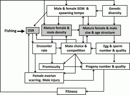 Figure 2  Diagram of the effects of exploitation on the mating system of Jasus edwardsii. Fishing directly modifies the density, size and age structure, and the operational sex ratio (OSR) of the population of mature individuals (shaded boxes). These modifications alter the number and possibly the quality of the eggs and sperm on offer by individual lobsters, the encounter rate of potential mates, and the opportunity for mate choice, mate competition, and promiscuity that all play a part in affecting the number and quality of progeny produced by an individual within a mating season. Lack of choice or too much competition may drive some individuals to migrate from the area, affecting lobster population density, size and age structure, and OSR. During competition for mates some males may be injured and some females may never encounter a preferred male during her 10-day mating window, thus withdrawing from mating and leading to ovarian scarring as unused ripe eggs are absorbed (MacDiarmid et al. Citation1999). Both factors affect OSR. The number and quality of progeny produced by successful individuals may lead to population compensatory responses such as changes in size at onset of maturity (SOM) and reproductive tempo. If these changes are heritable and widespread the population genetic structure may change over time. Demonstrated effects are denoted by solid lines while hypothetical effects are denoted by dashed lines. Source: adapted from MacDiarmid & Sainte-Marie Citation2006.