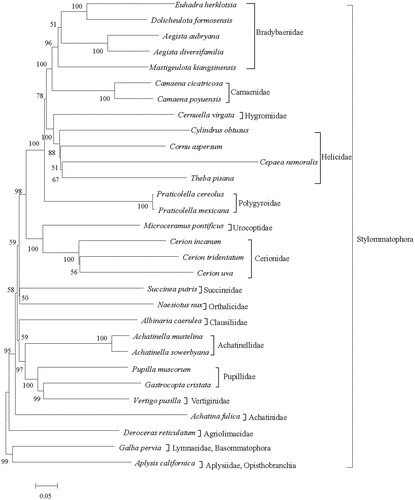 Figure 1. Phylogenetic tree inferred by ML method based on 13 protein genes. The tree is rooted with Aplysis californica and Galba pervia. Numbers on or under the nodes represent bootstrap values.